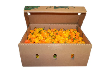 Fresh Orange Habanero Pepper