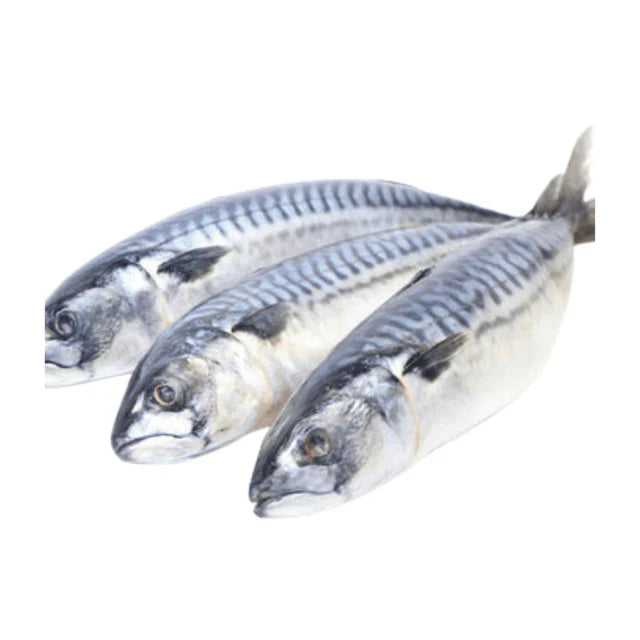 Mackerel Titus Fish Fresh or Frozen 2lb Pack - Rich, Oily Fish for Grilling, Frying & Traditional Stews