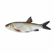 Croaker Cut & Cleaned Fish Pack - Mild-Flavored Fresh Fish for Soups, Stews & Frying