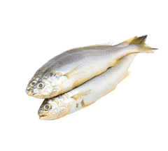 Croaker Cut & Cleaned Fish Pack - Mild-Flavored Fresh Fish for Soups, Stews & Frying