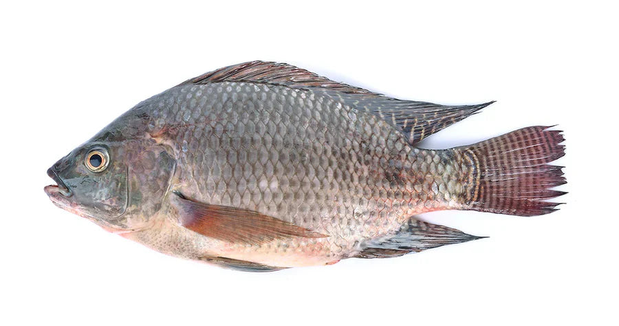 Fresh Tilapia Fish Whole or Cut 2lb Pack - Mild, Versatile Fresh Fish for Grilling, Stews & Frying